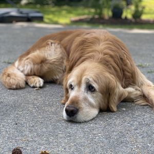 Meet your Posher, Allie